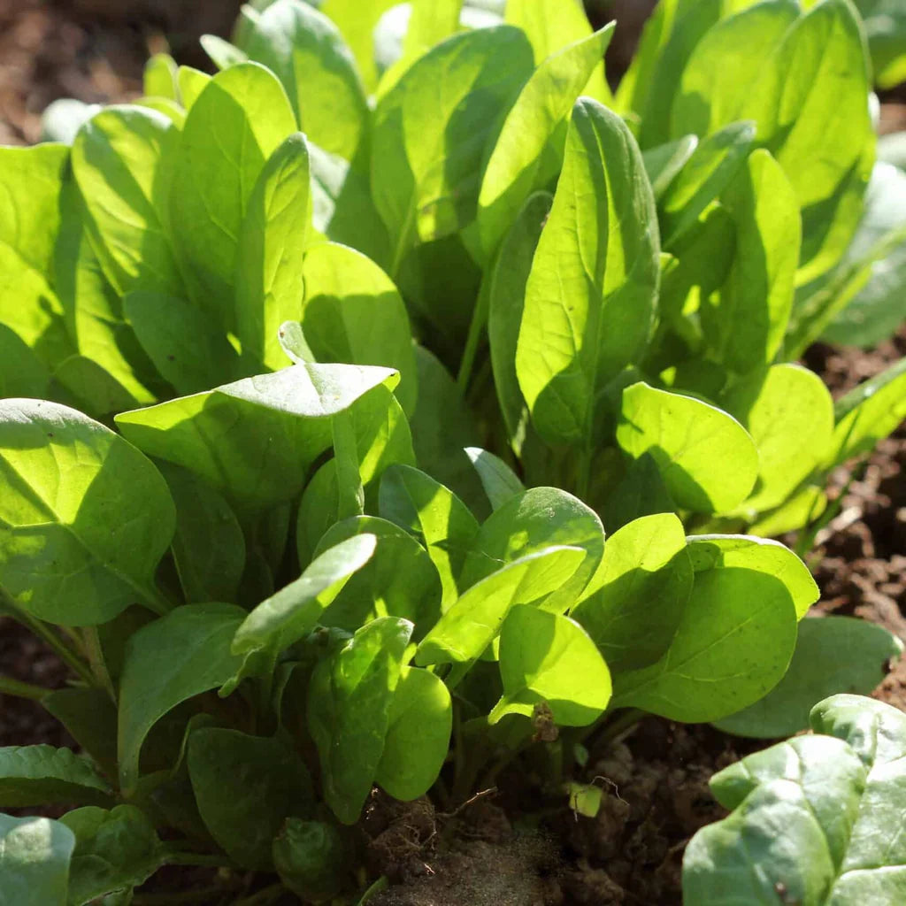 Organic Spinach Vegetable Seeds