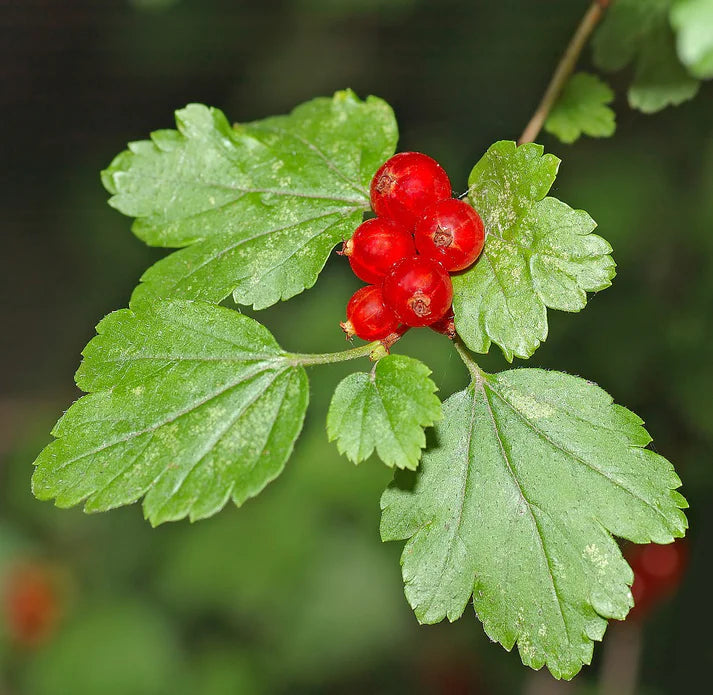 Mountain Currant Seeds
