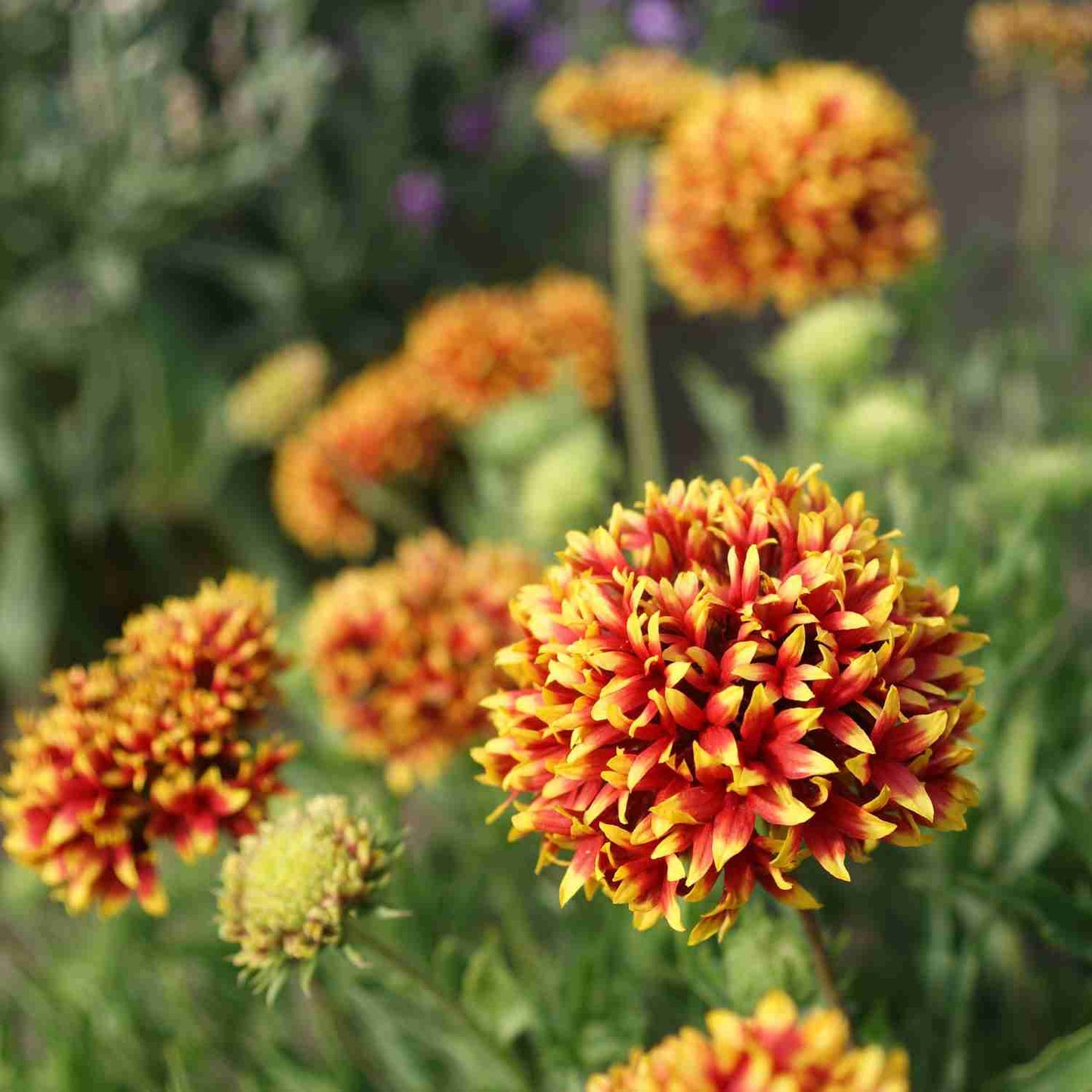 Vibrant Gallardia Flower Seeds – Hardy, Long-Blooming, & Easy to Grow