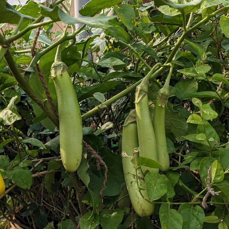F1 Green Long Brinjal-Eggplant Vegetable Seeds