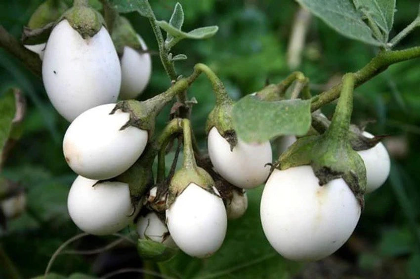 Brinjal-Eggplant F1 White Oblong Type Vegetable Seeds