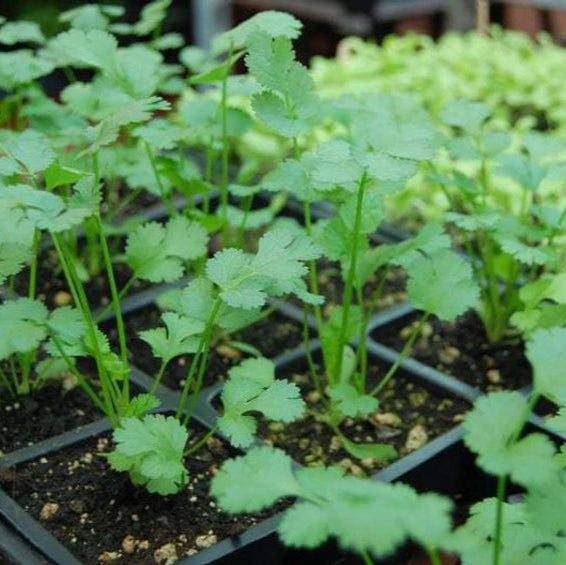 Cilantro Split Seeds – Imported Coriander Microgreens Seeds