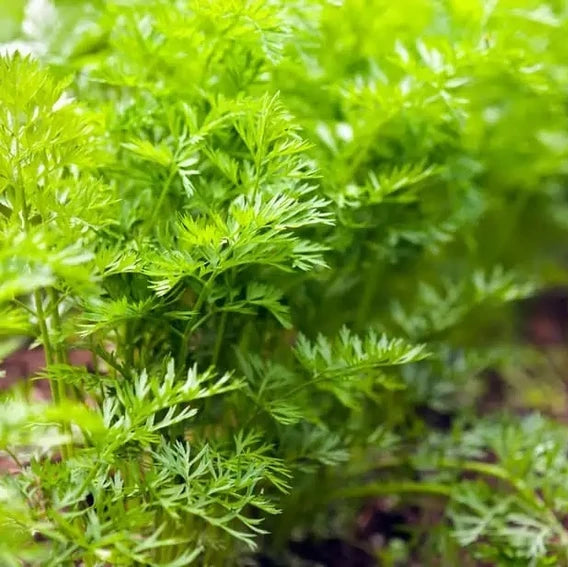 Imported Soya Herb Seeds – Premium Quality Dill for Cultivation