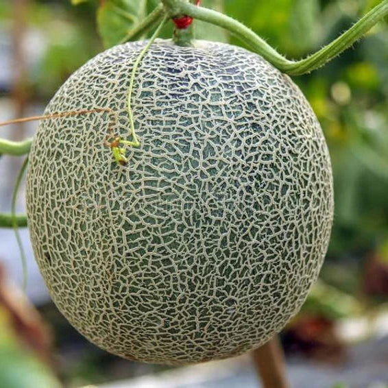 Muskmelon F1 Super Kajri Vegetable Seeds