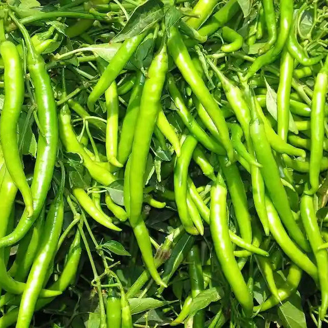 Chilli Crypton 10 F1 Vegetable Seeds