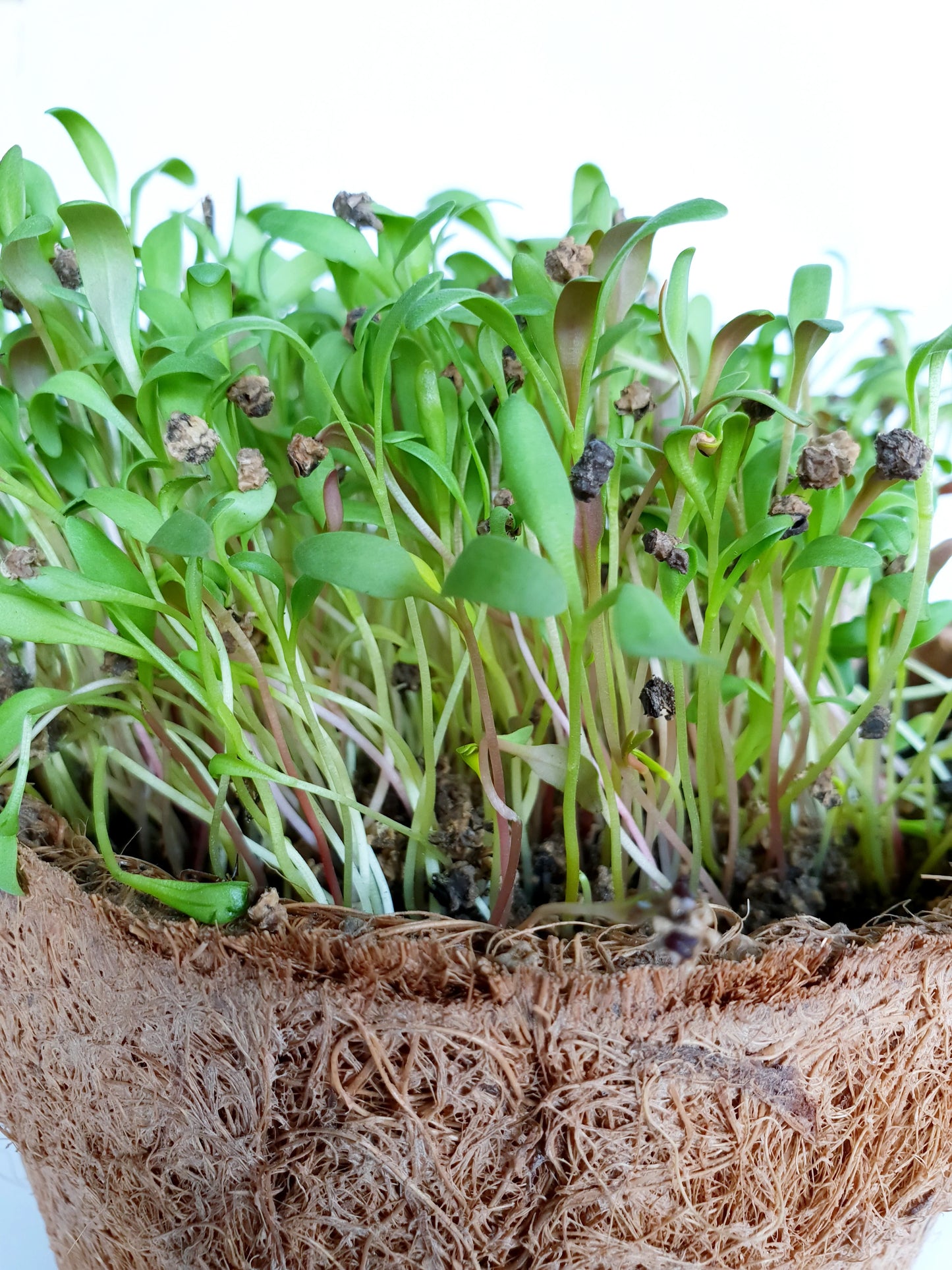 Spinach Microgreen Herb Seeds