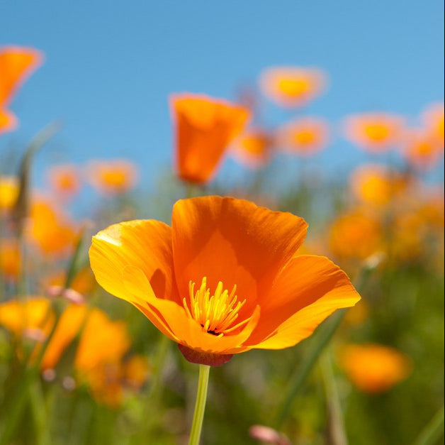 California Poppy Eschscholzia Winter Flower Seeds