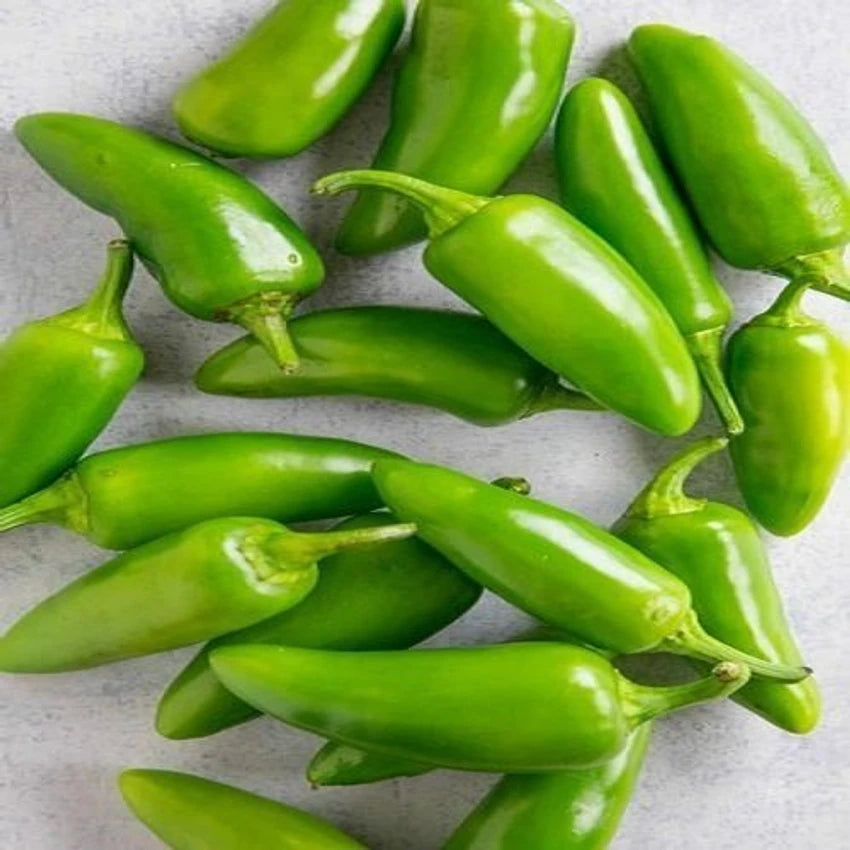 Chilli Vasudha F1 Vegetable Seeds
