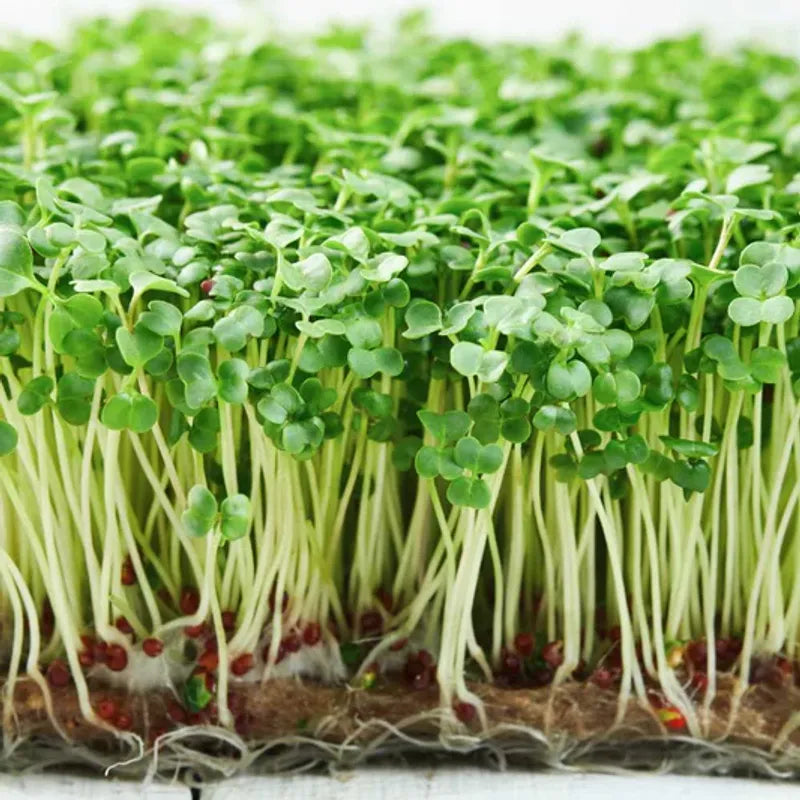 Purple Sprouting Cauliflower Microgreens Seeds