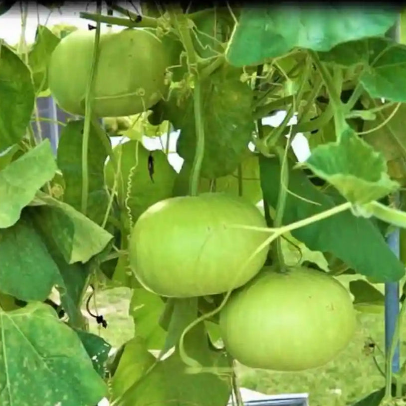 Bottlegourd F1 Round Vegetable Seeds