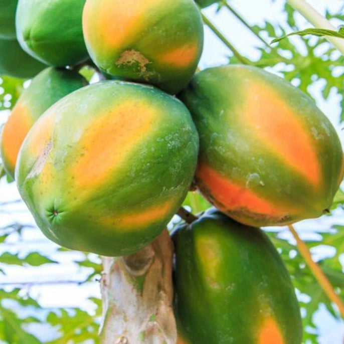 Papaya Shah Nanah Vegetable Seeds