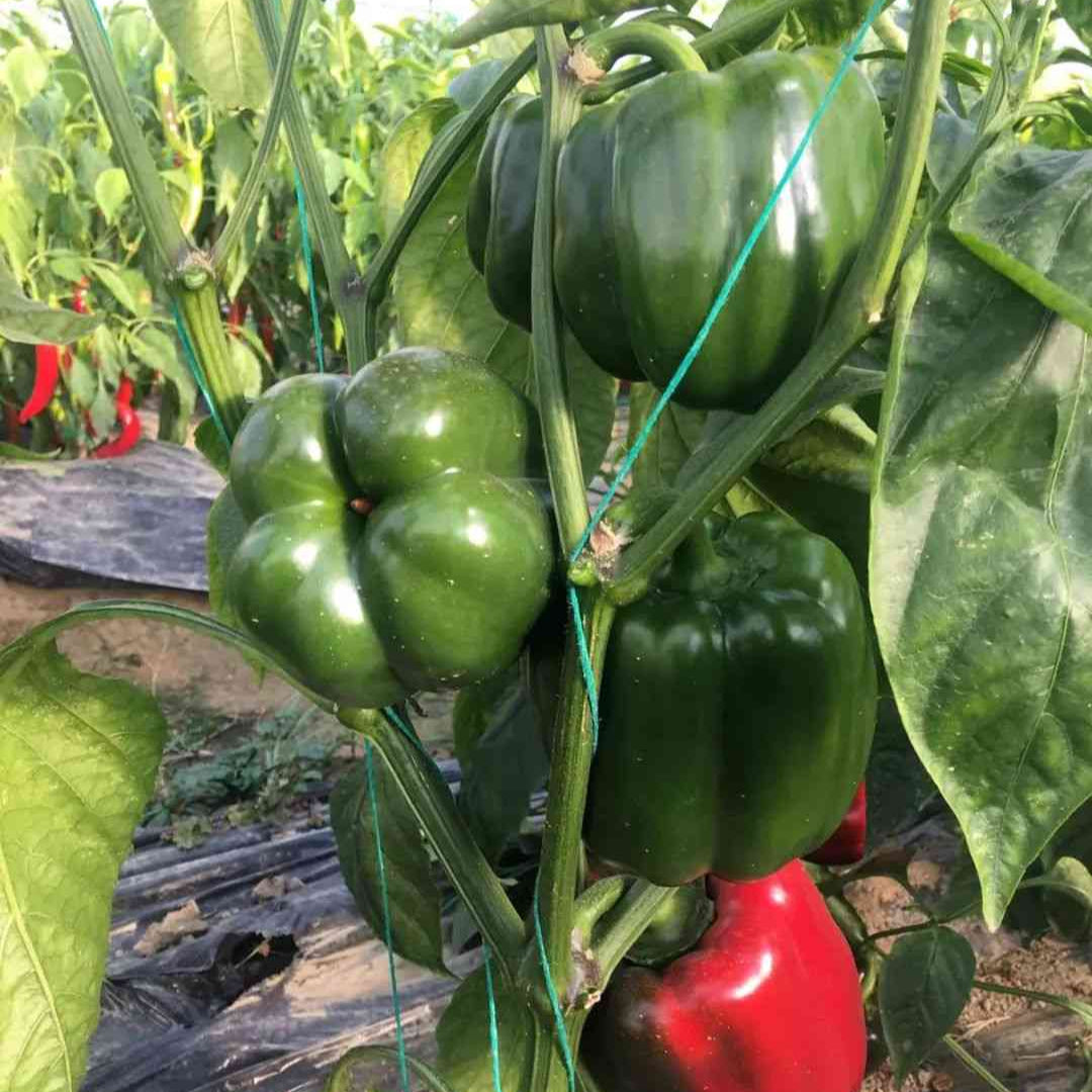 California Wonder Sweet Pepper Seeds
