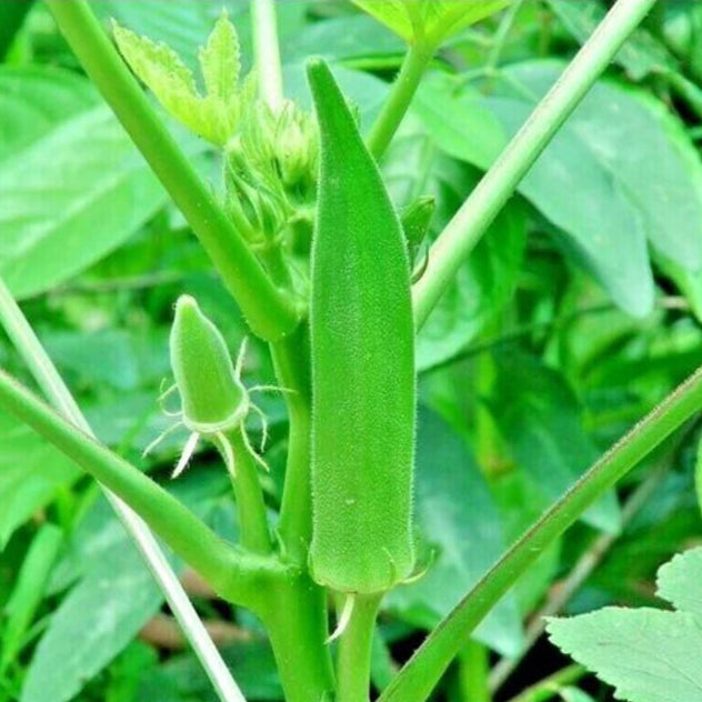 Okra F1 Hybrid Suiata Vegetable Seeds