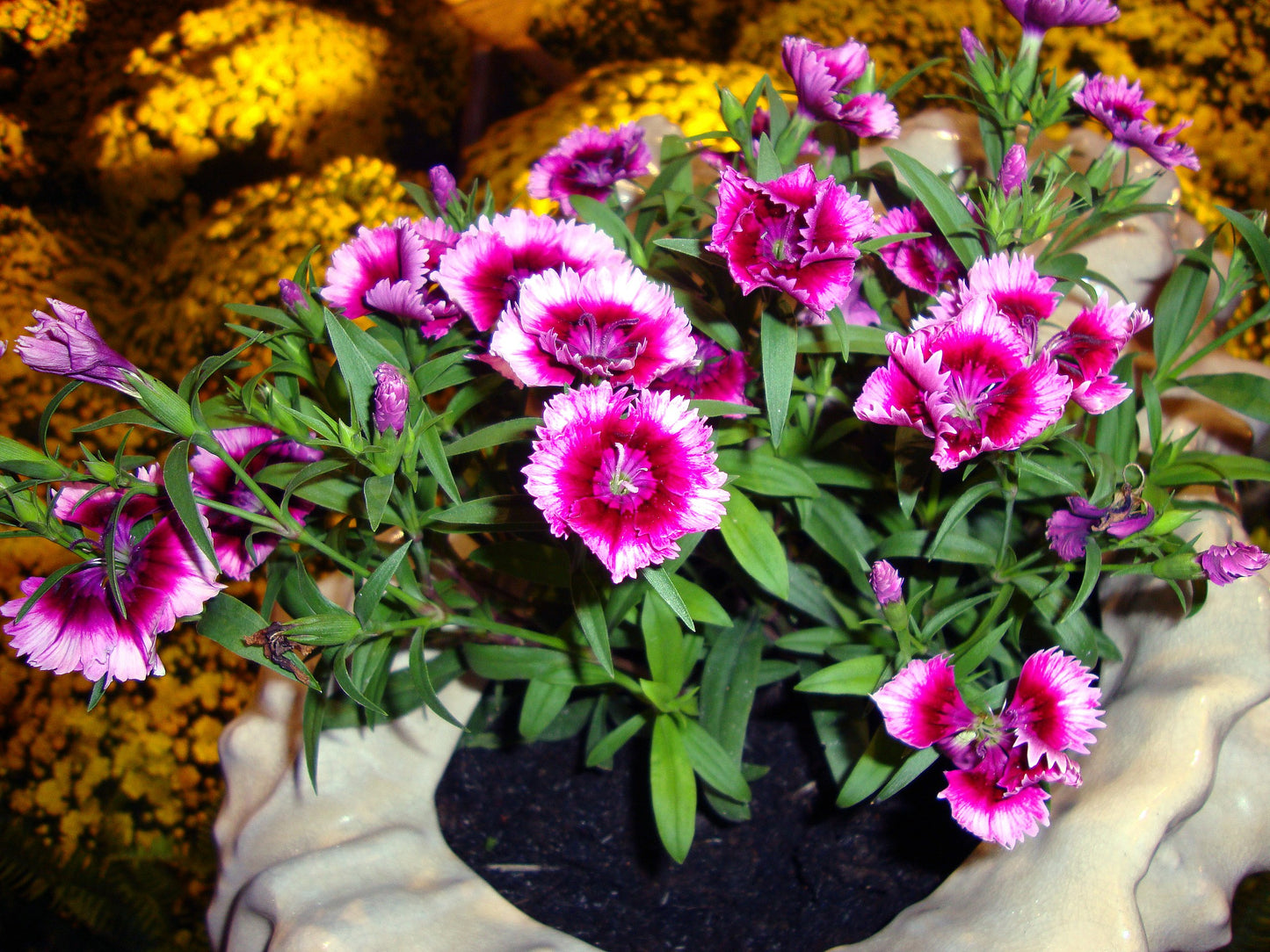 Dianthus Chinensis Flower Seeds