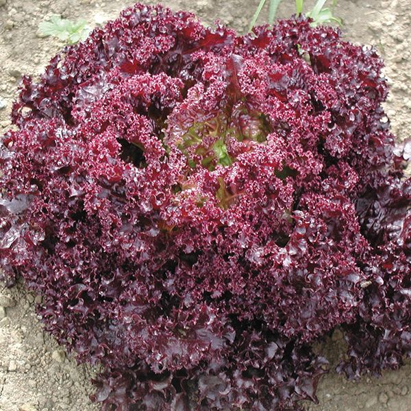 FL Black Dark Rose Lettuce - Iollo Rosso Type Exotic Vegetable Seeds