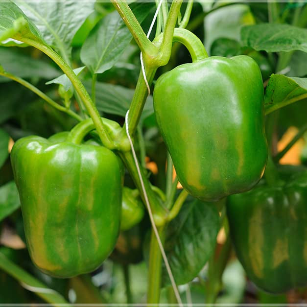 Green Capsicum Vegetable Seeds