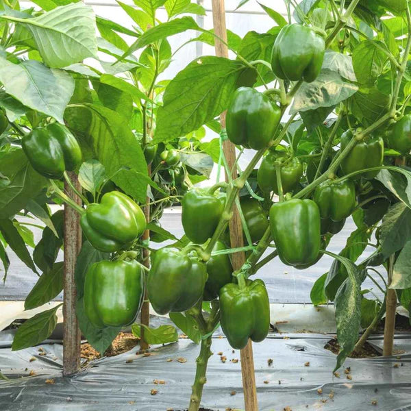 Green Capsicum Vegetable Seeds
