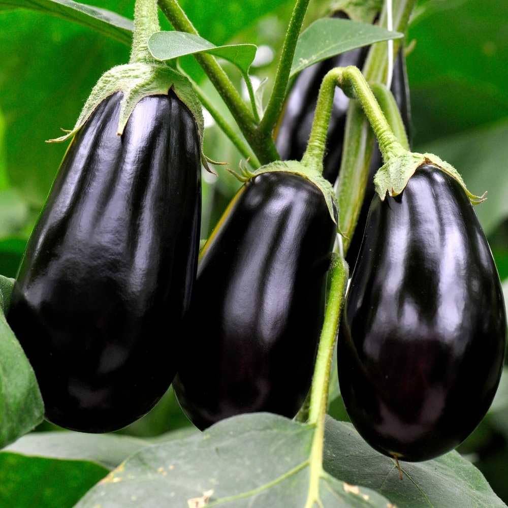 Black Beauty Eggplant Vegetable Seeds