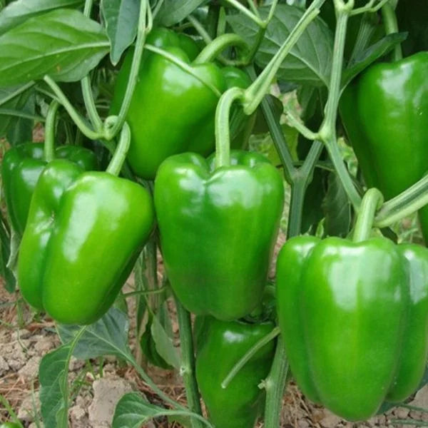Green Capsicum Vegetable Seeds