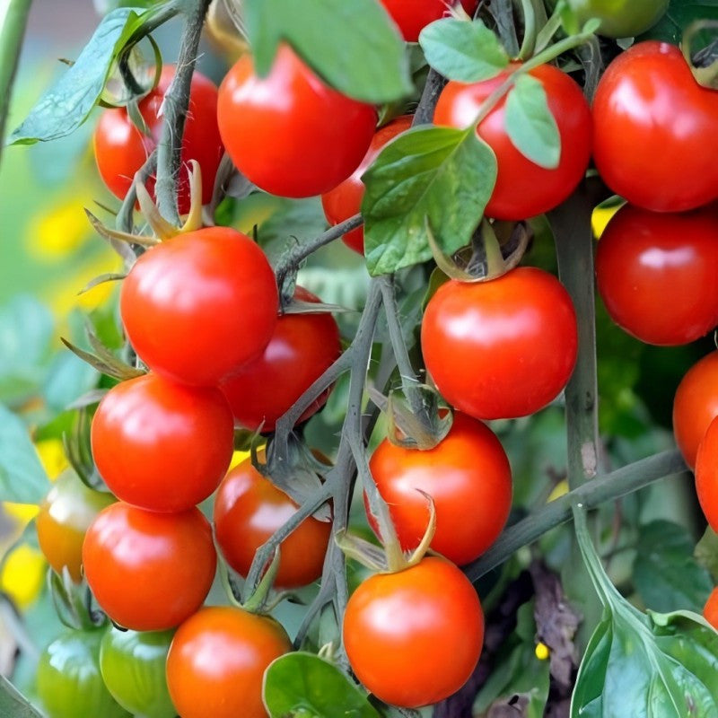 Tomato Sartaj IV Hybrid Vegetable Seeds