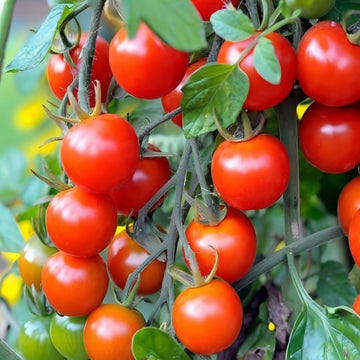 Tomato Sartaj IV Hybrid Vegetable Seeds