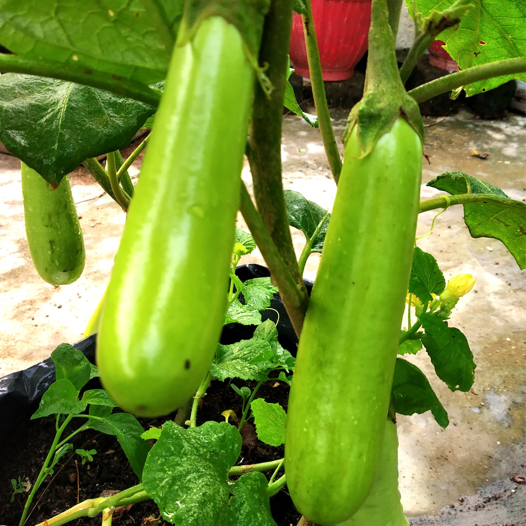 F1 Green Long Brinjal-Eggplant Vegetable Seeds
