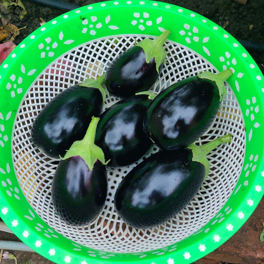 Black Beauty Eggplant Vegetable Seeds