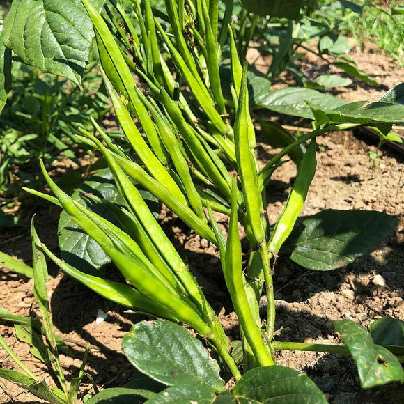 Cluster Beans F1 Hybrid Vegetable Seeds
