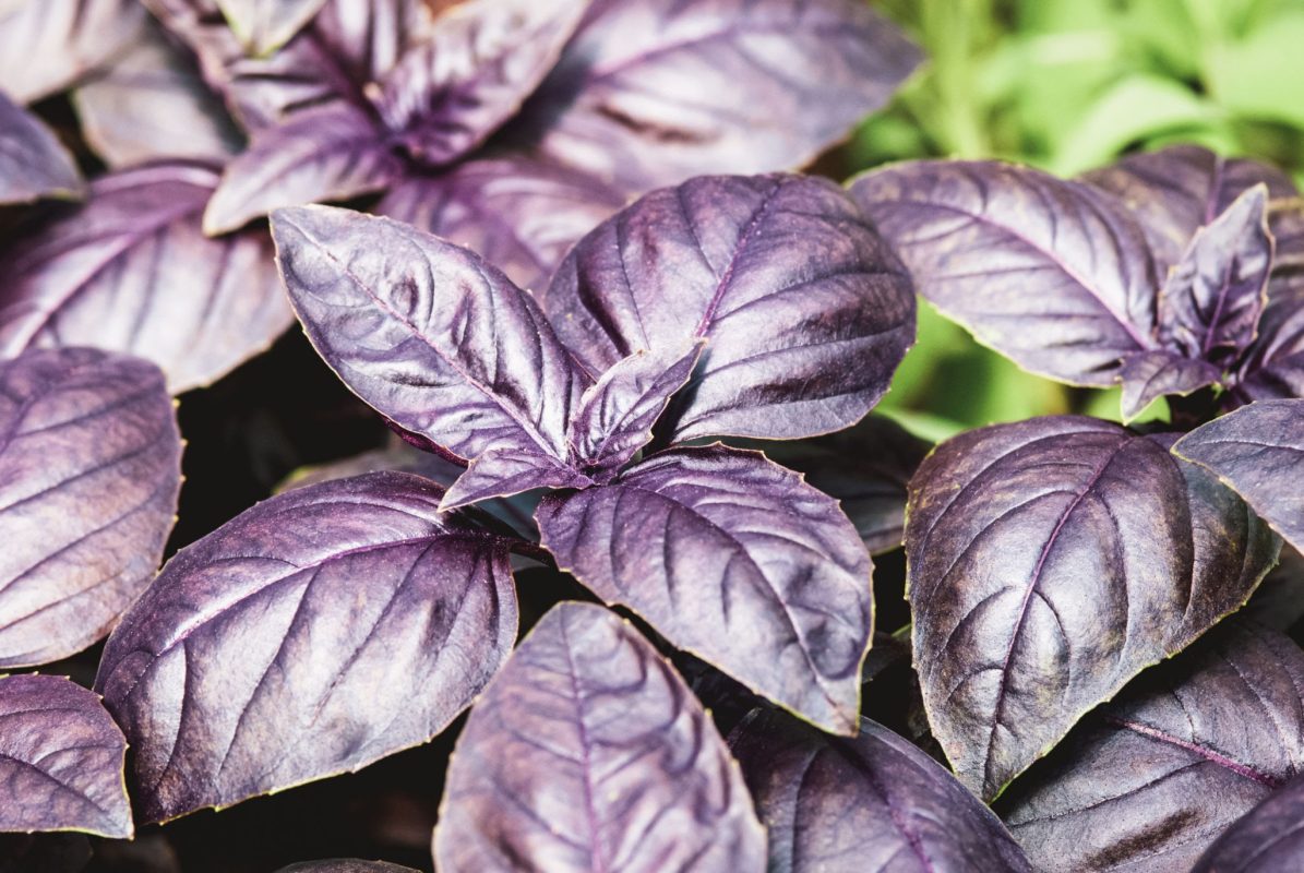 Basil Dark Opal Microgreens Seeds