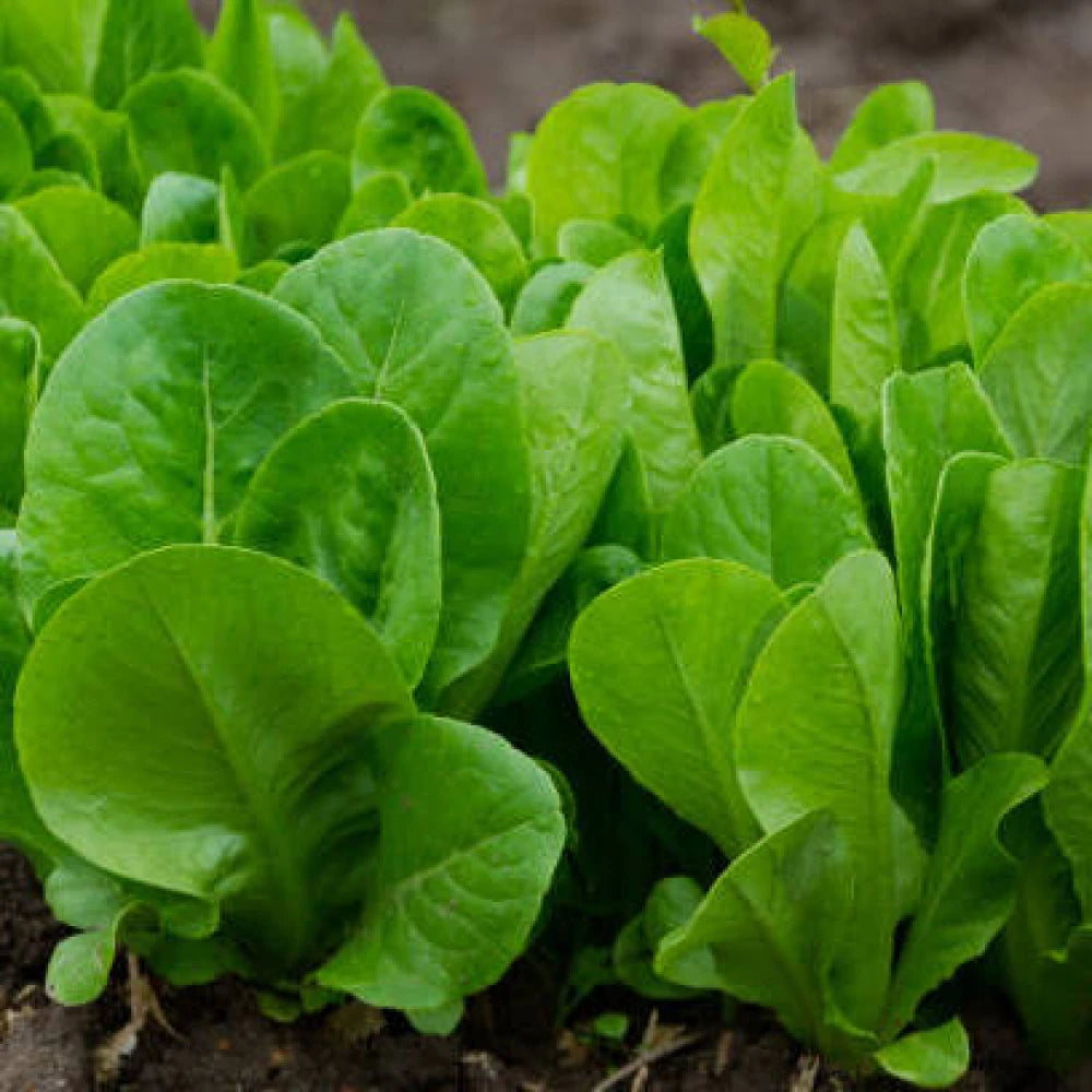 Organic Spinach Vegetable Seeds