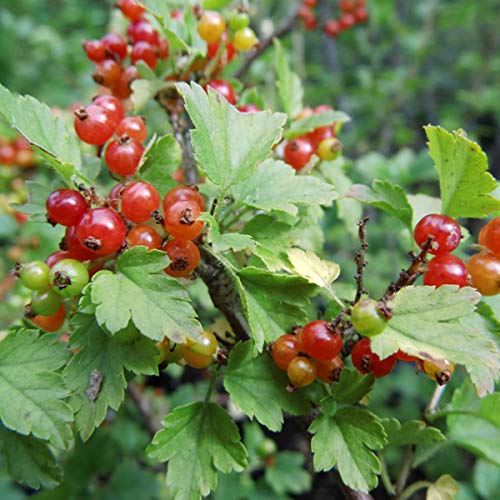 Mountain Currant Seeds