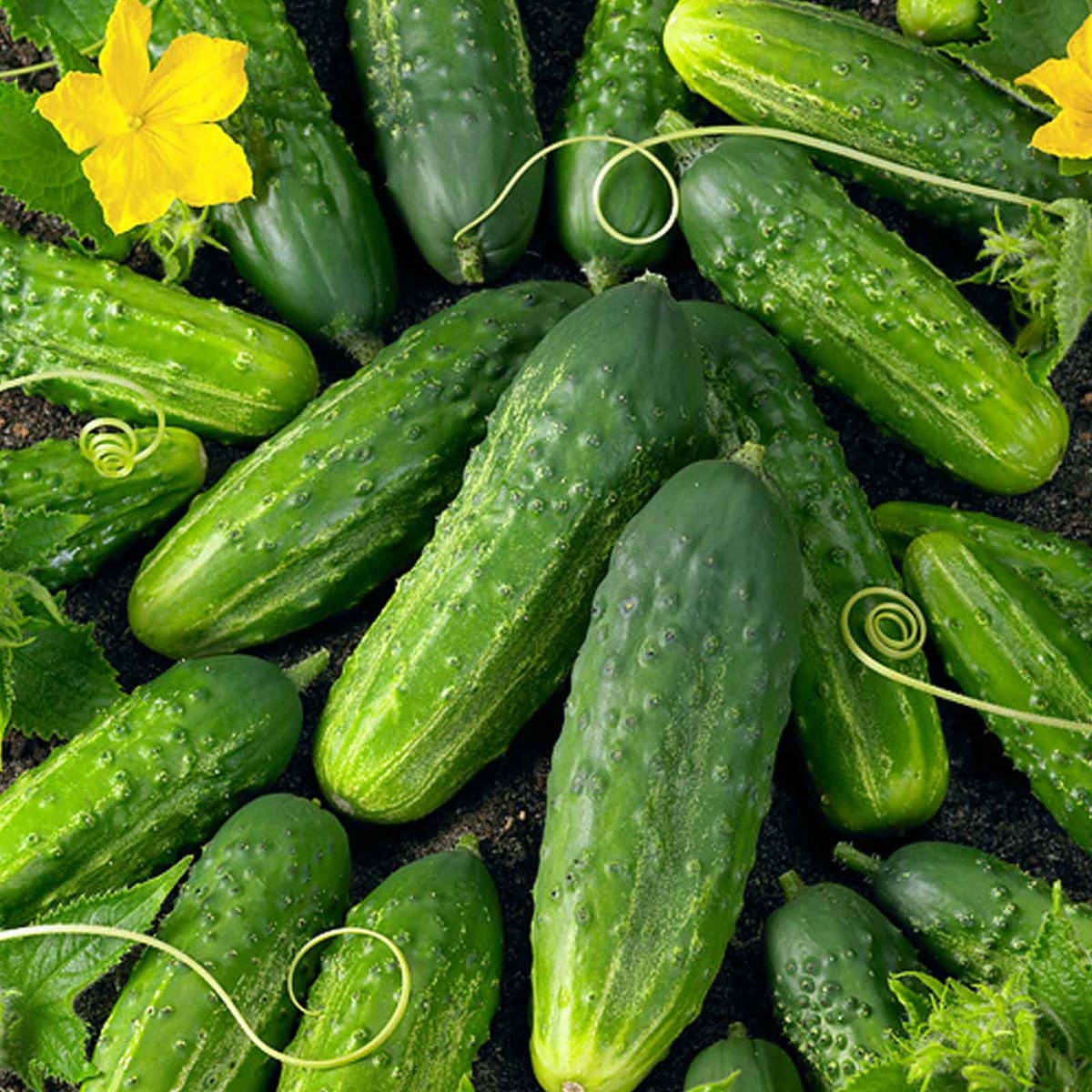 Cucumber Gherkin Vegetable Seeds