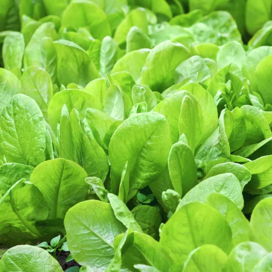 Organic Spinach Vegetable Seeds