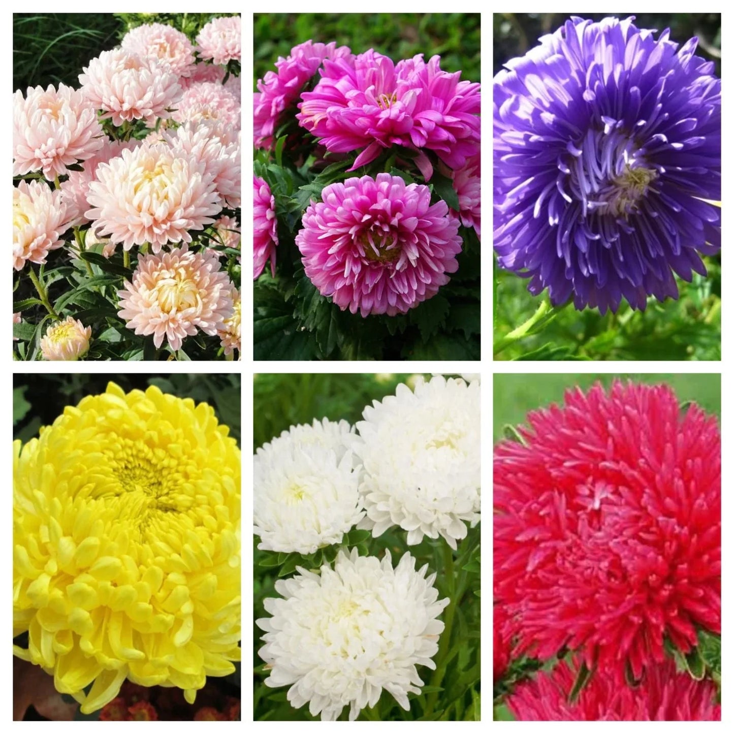 Aster Formula Mixed Seeds