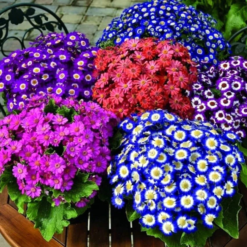 Cineraria Mixed Color Flower Seeds