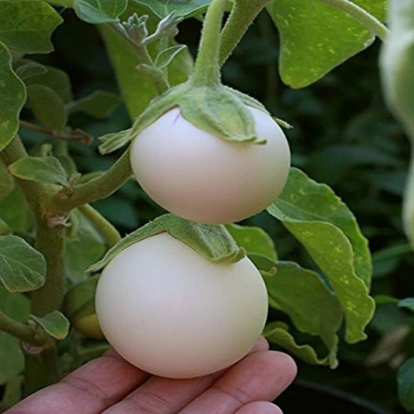 Brinjal F1 Aveo Round Eggplant Seeds