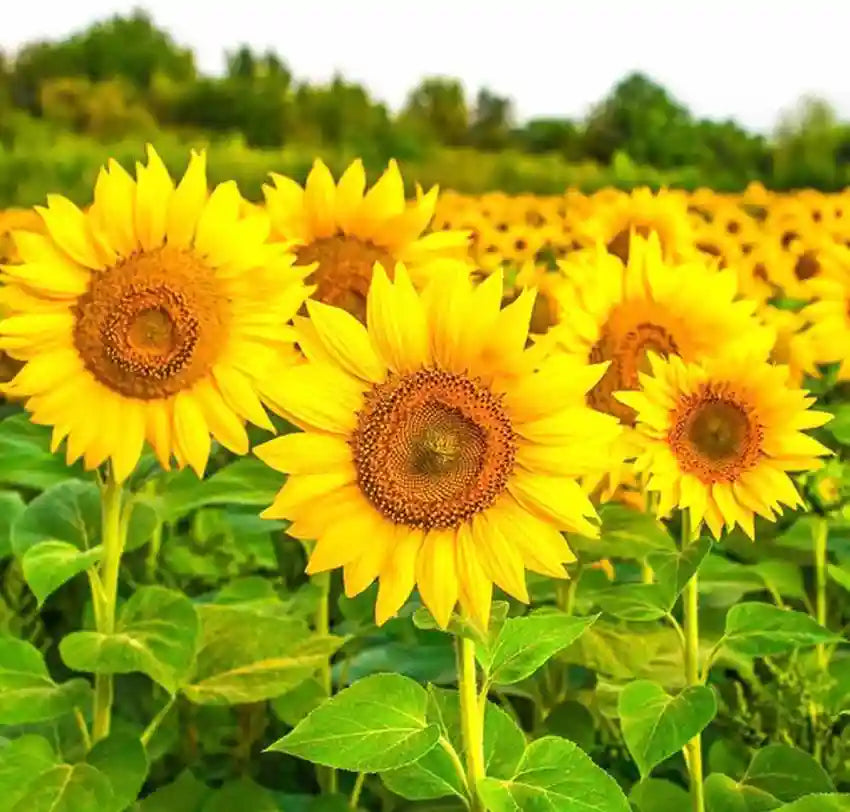 Sunflower Large Bloom Seeds
