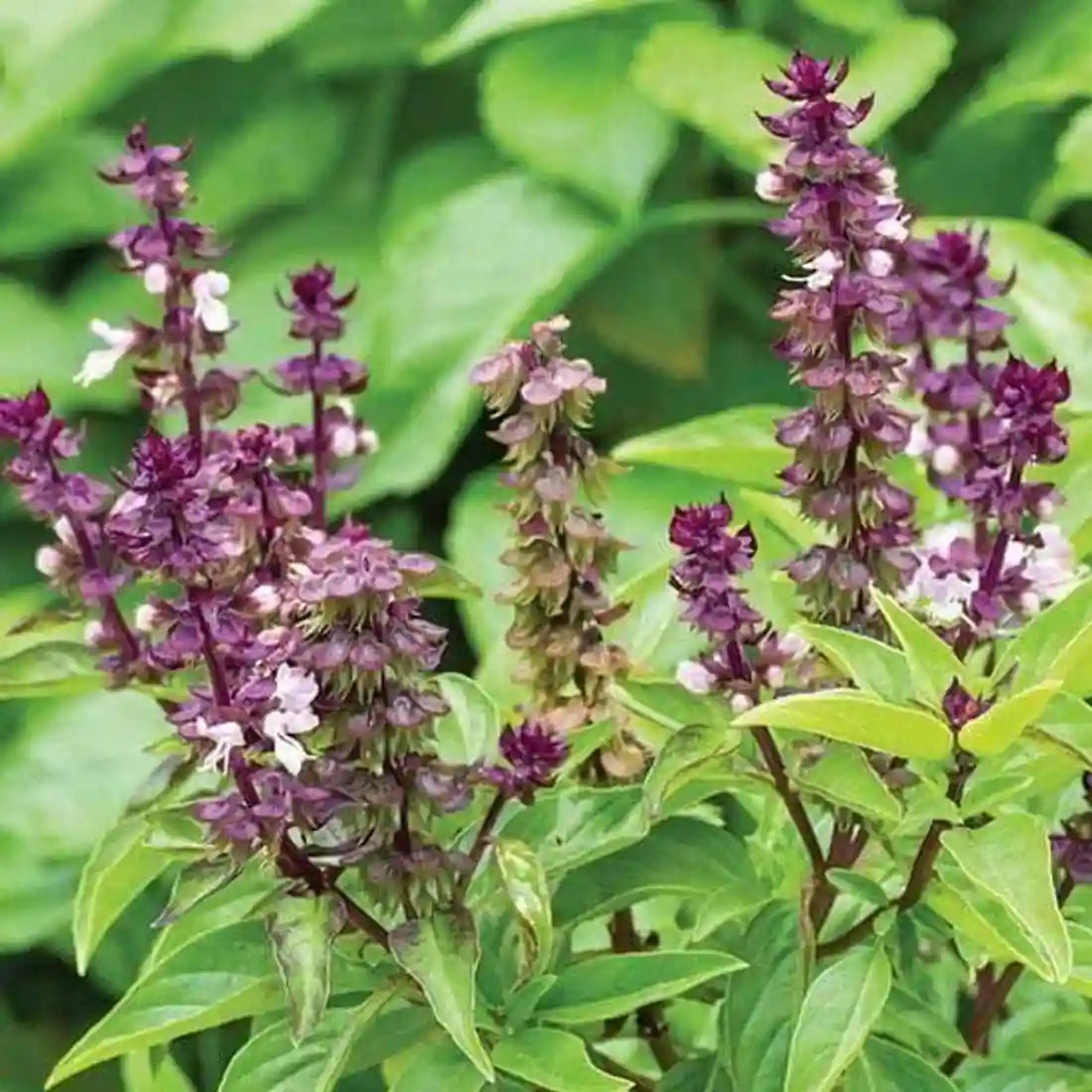Basil Sweet Scented Herb Seeds