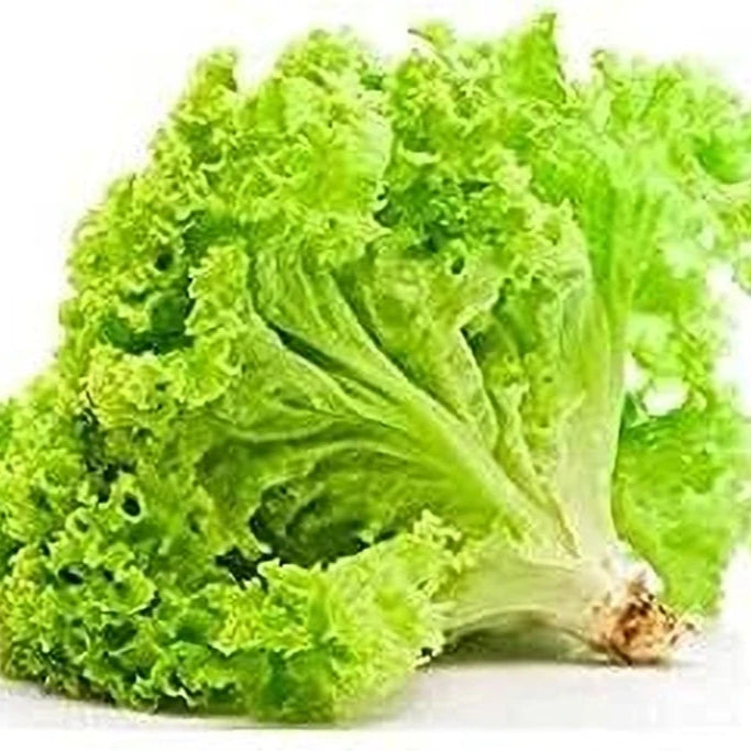 Fresh Iceberg Microgreens Seeds for Nutritious Lettuce Salad
