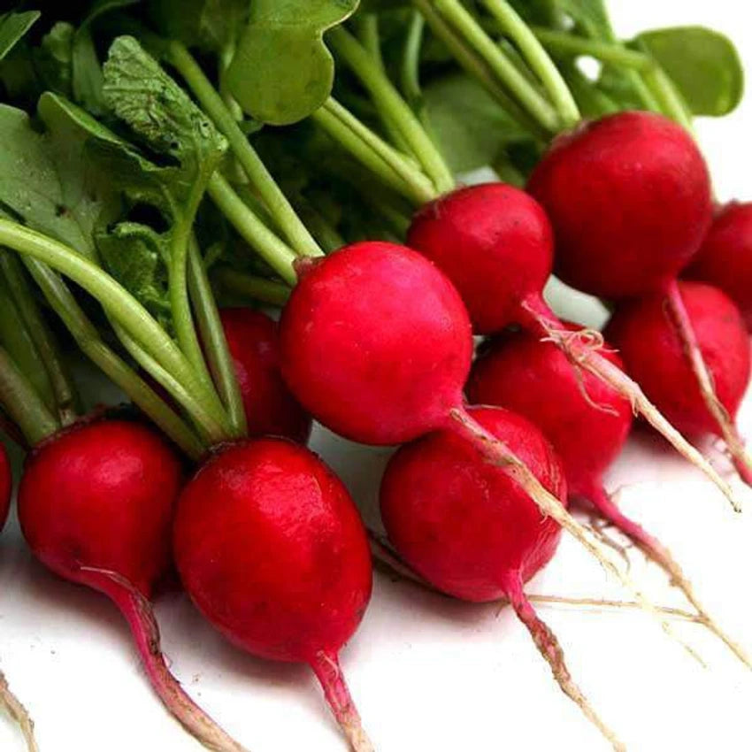 Turnip IMP OS Super Red Vegetable Seeds