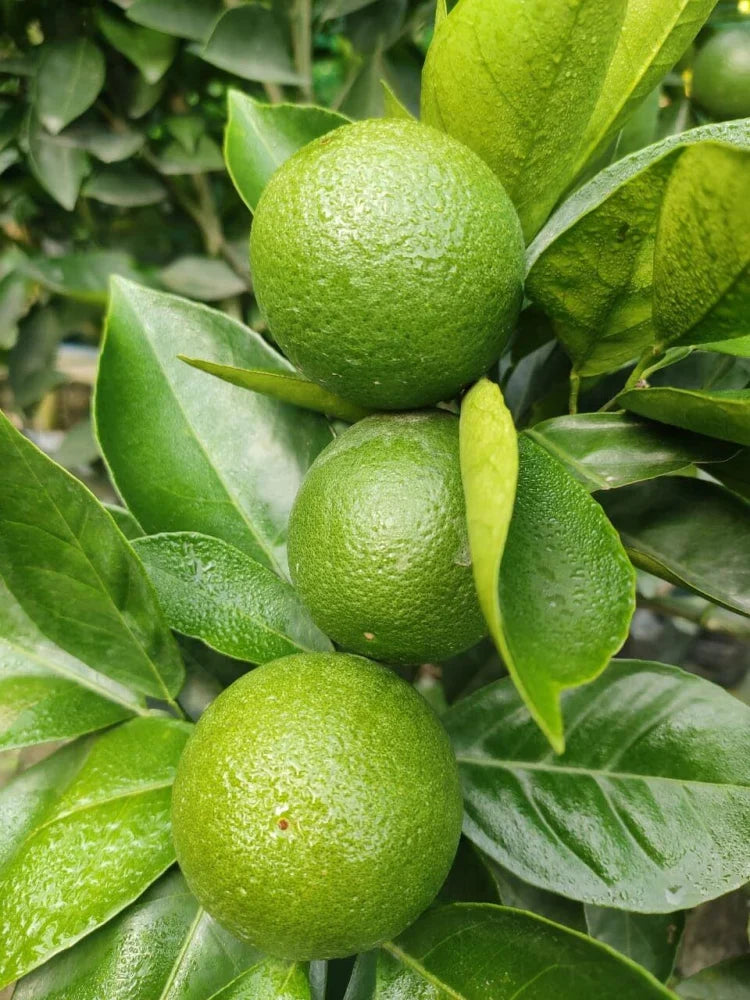 Sweet Lime Fruit Seeds