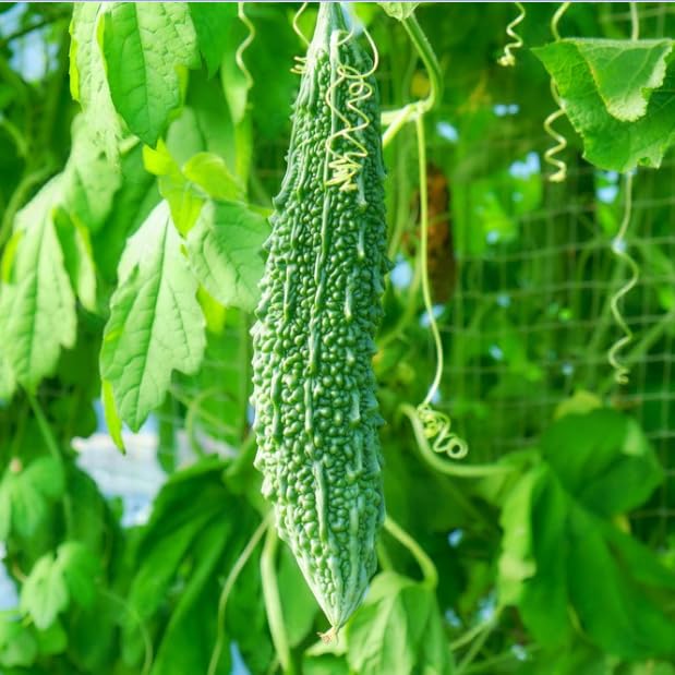 Bitter Gourd Jhalri Long Vegetable Seeds