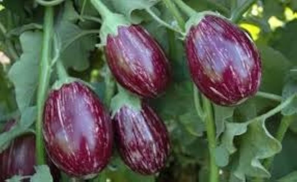 Brinjal Eggplant MK-10 Majrikatti Type Vegetable Seeds