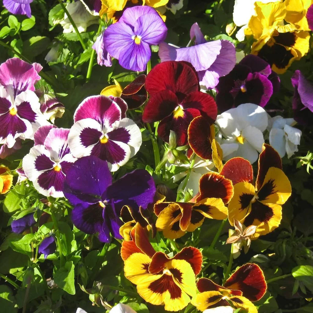 Pansy Blotch Mixed Flower Seeds
