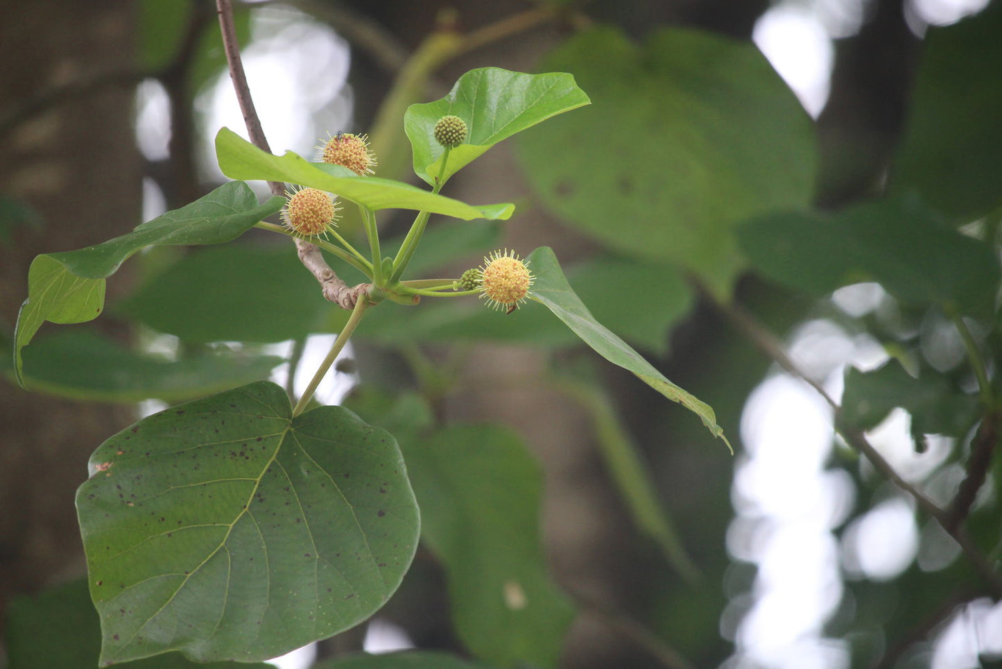 Adina Cordifolia Herb Seeds