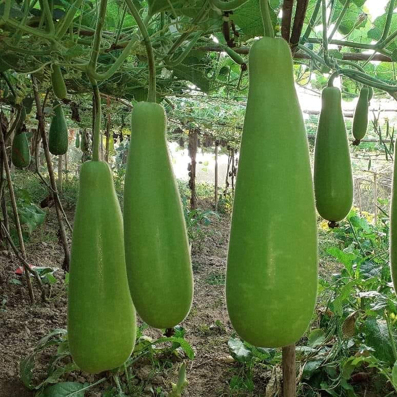 Bottlegourd F1 Sumant Vegetable Seeds