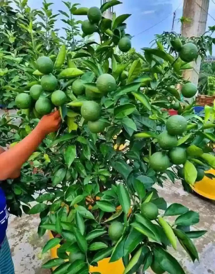 Sweet Lime Fruit Seeds
