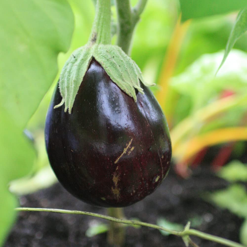 Brinjal Round Hybrid Vegetable Seeds