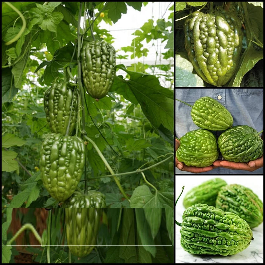 Bittergourd F1 Spartan Vegetable Seeds