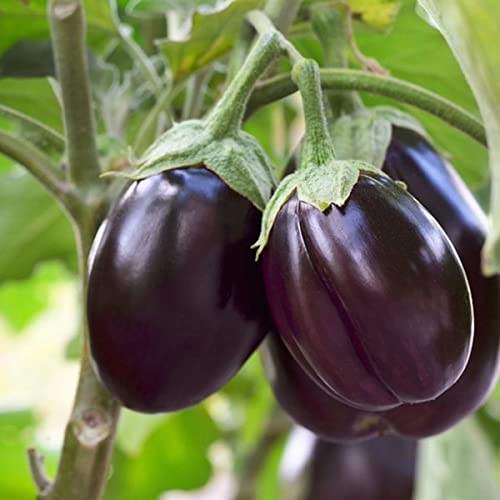 Brinjal Round Hybrid Vegetable Seeds